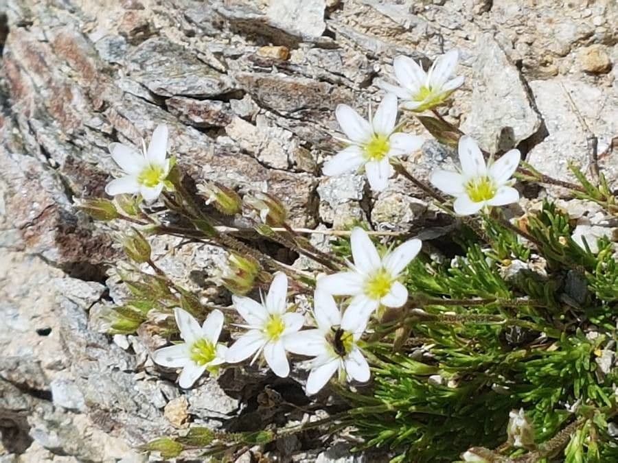 Minuartia recurva 6