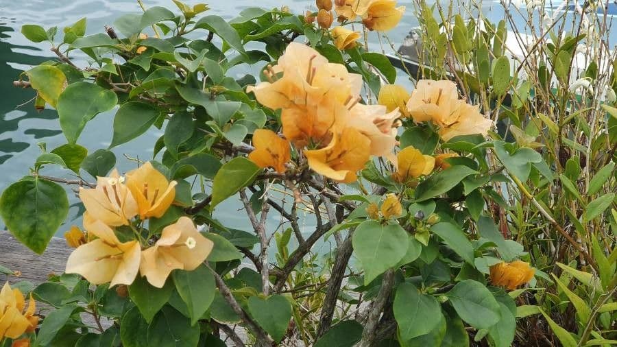 Bugenvilea 28