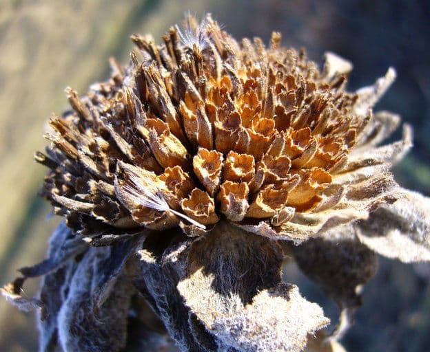Wyethia helenioides