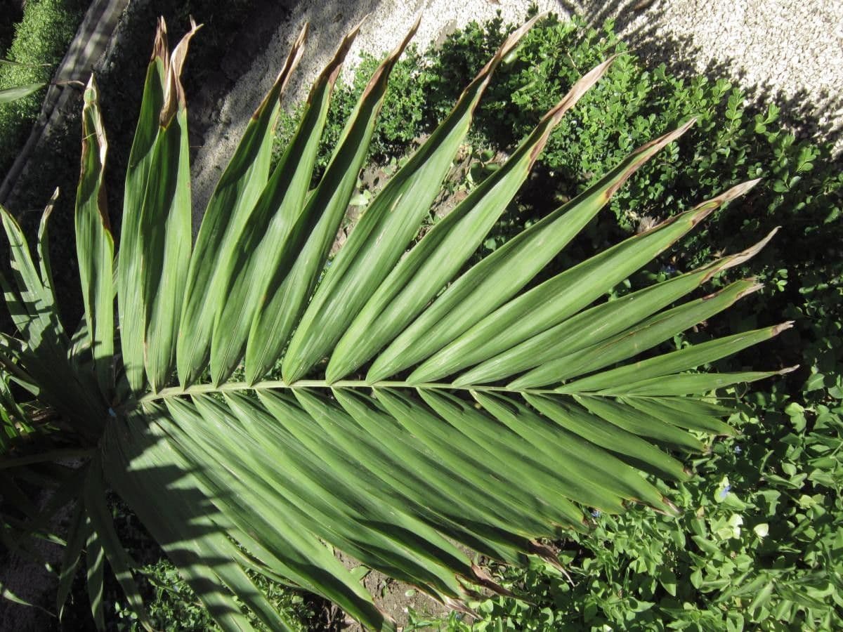 Burretiokentia hapala 2