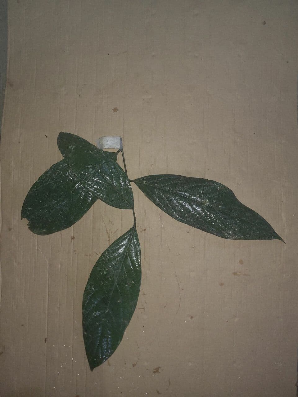 Ocotea 3