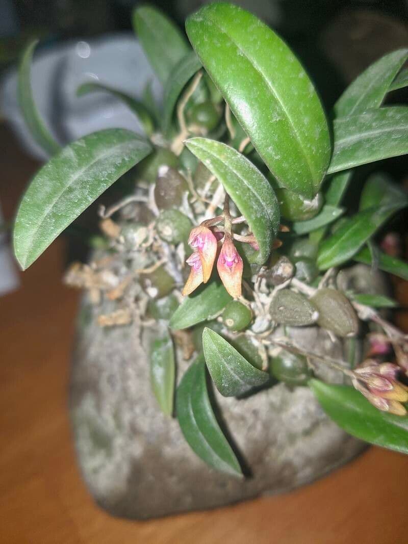 Bulbophyllum
