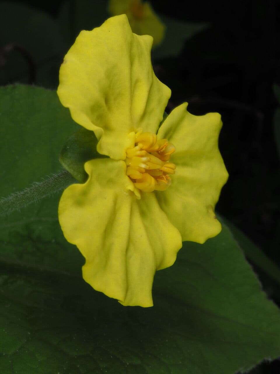 Saruma 4