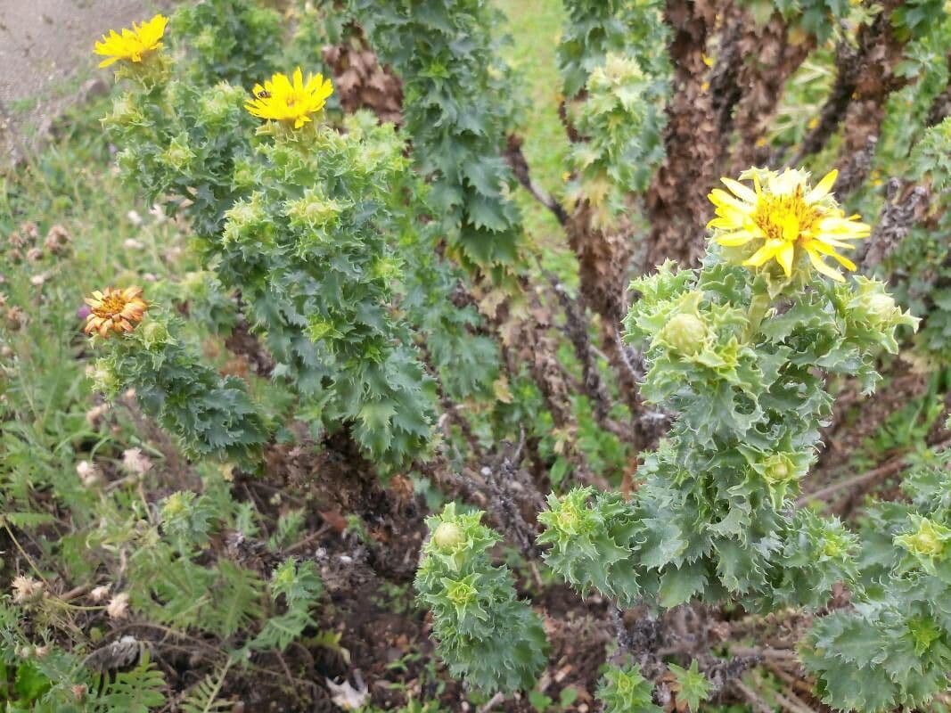 Haplopappus 2