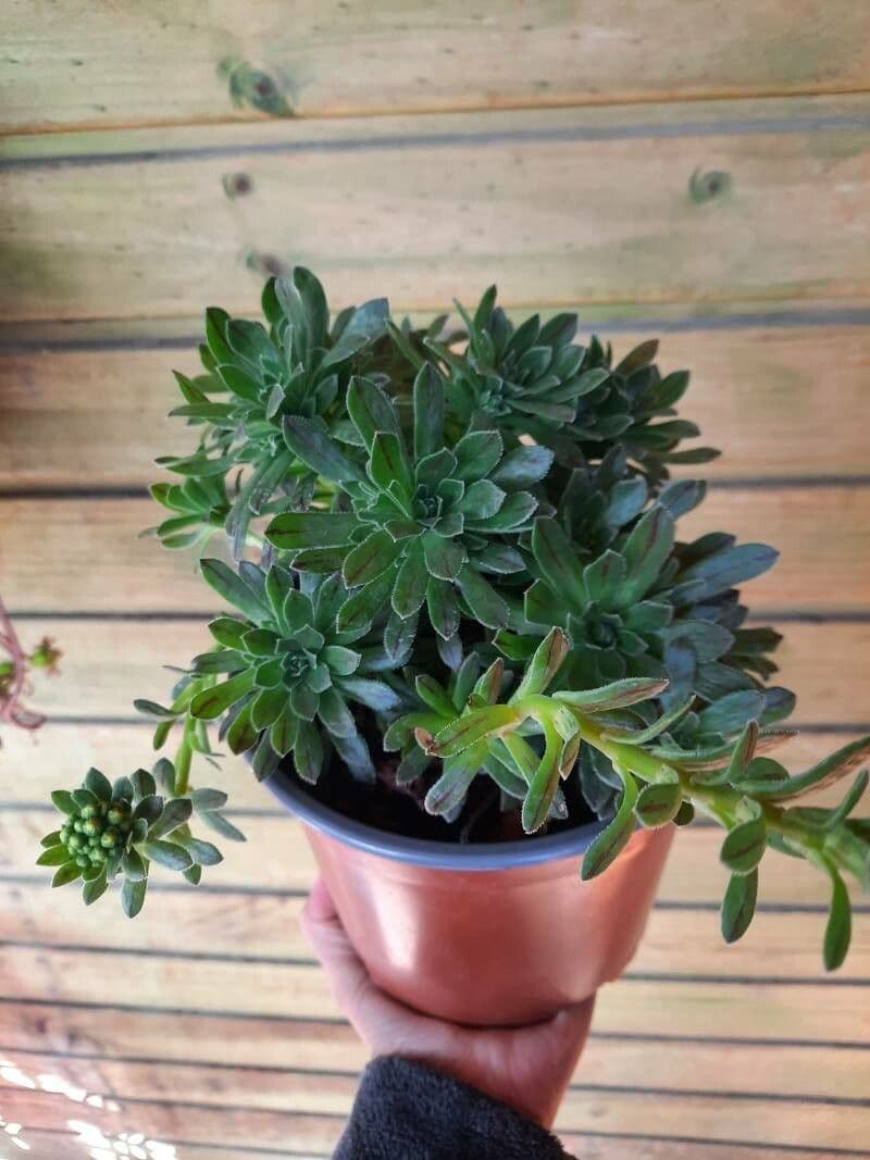 Aeonium simsii 4