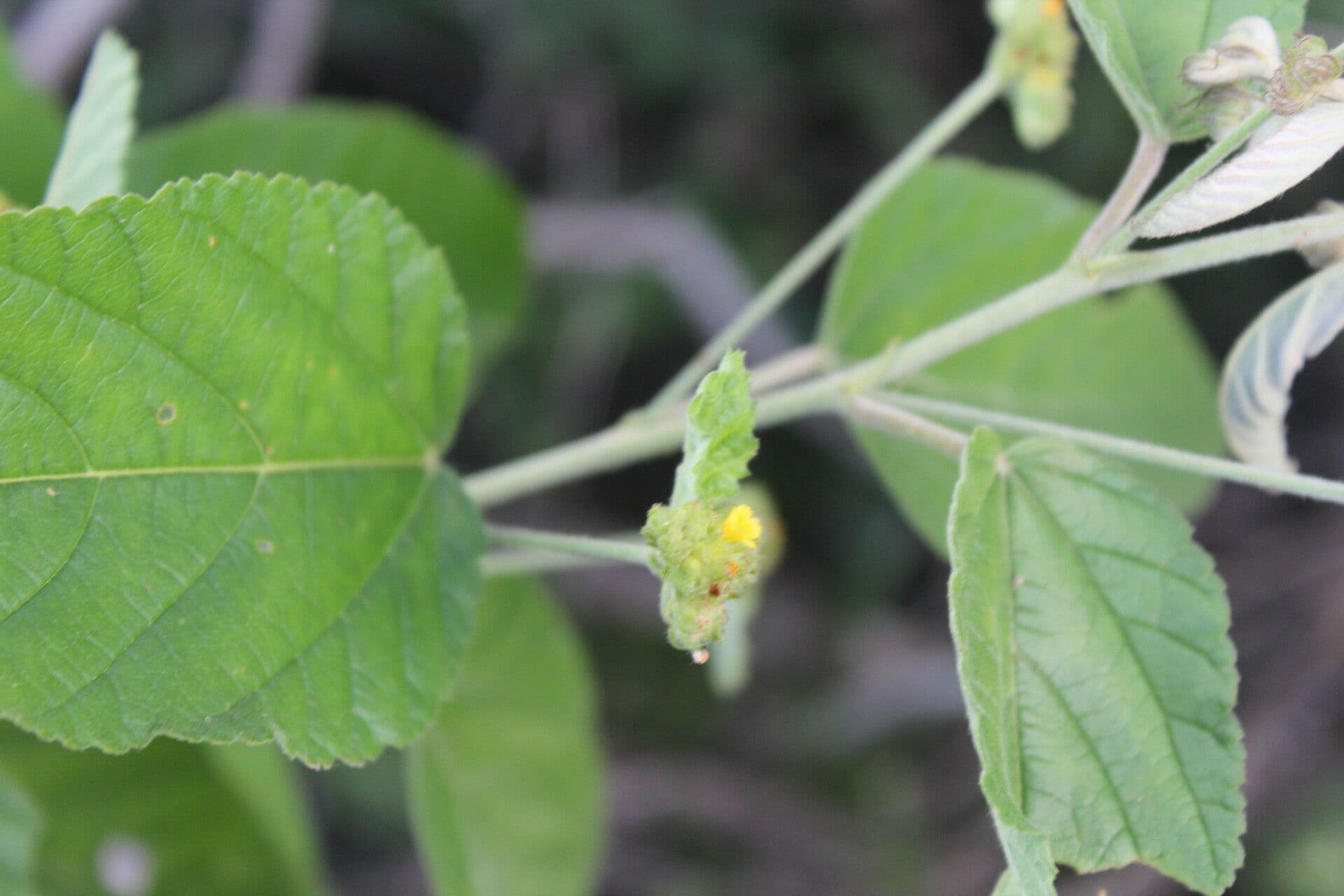 Waltheria 6