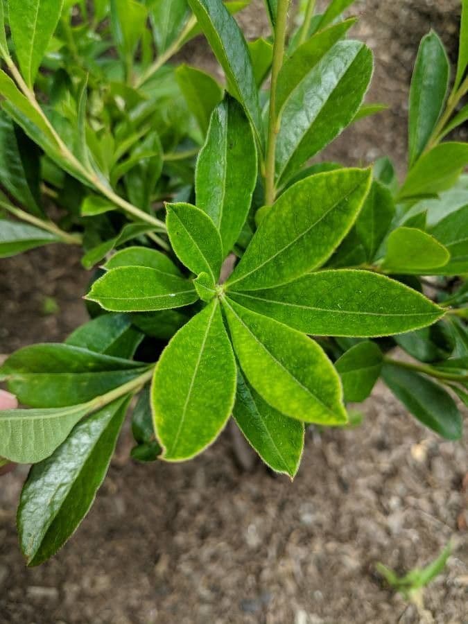 Rododendron 15