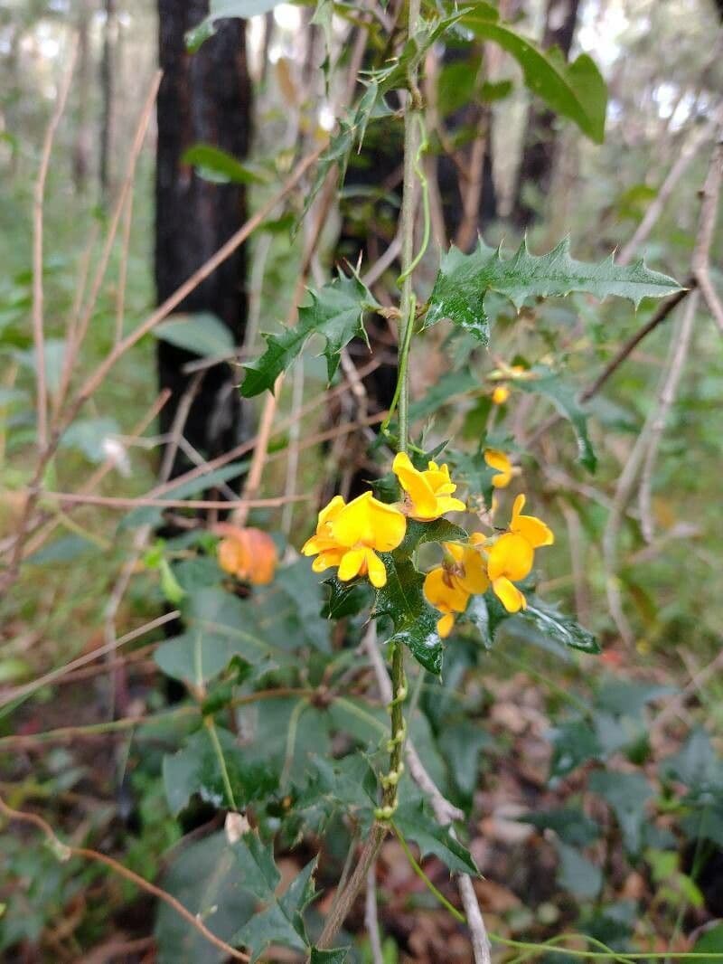 Stechpalmenblättrige Podolobium 6