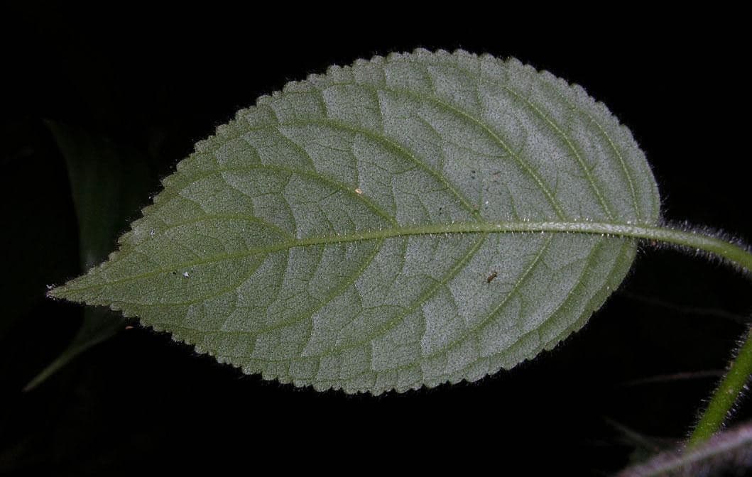 Drymonia pelosa 15