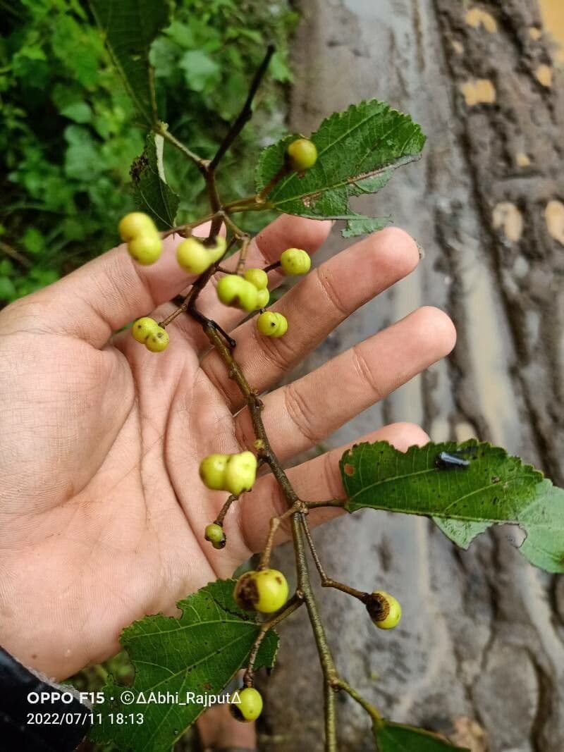 Grewia 7