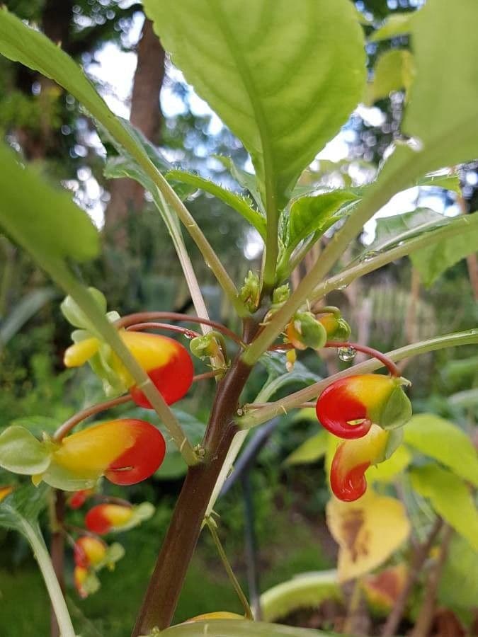 Impatiens 2