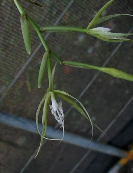 Epidendrum ciliato 24