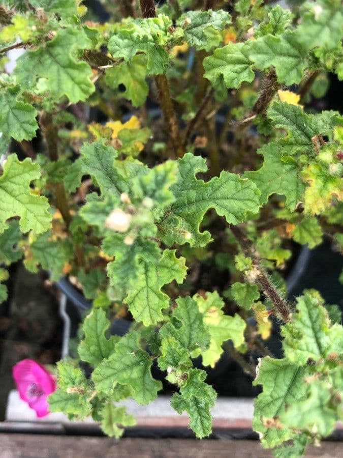 Anisodontea 3