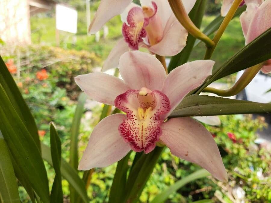 Lycaste 4