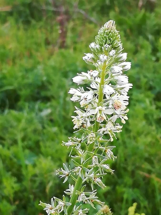 Reseda bianca 9