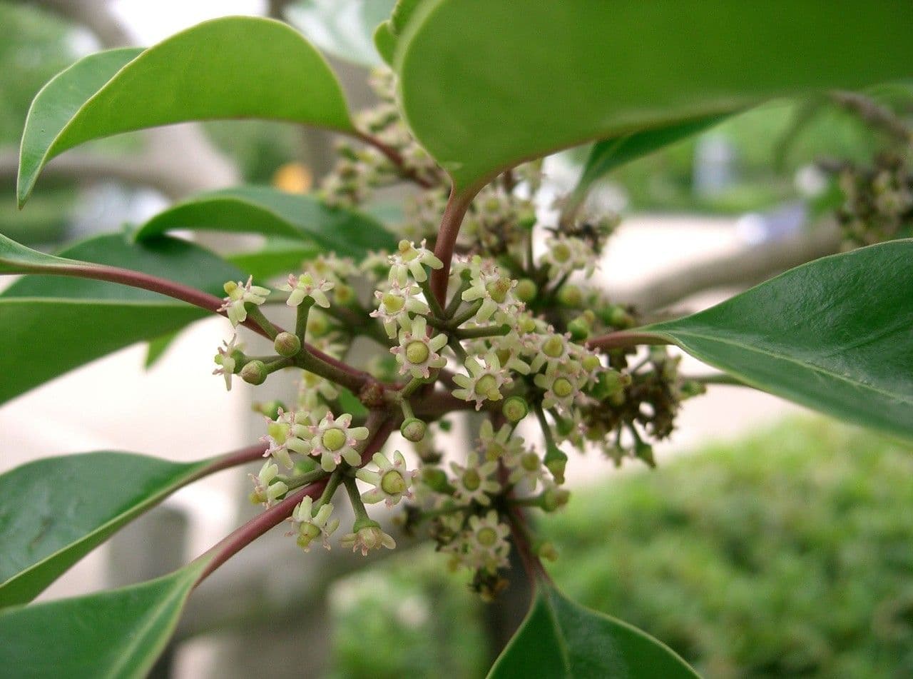 Ilex rotunda 7