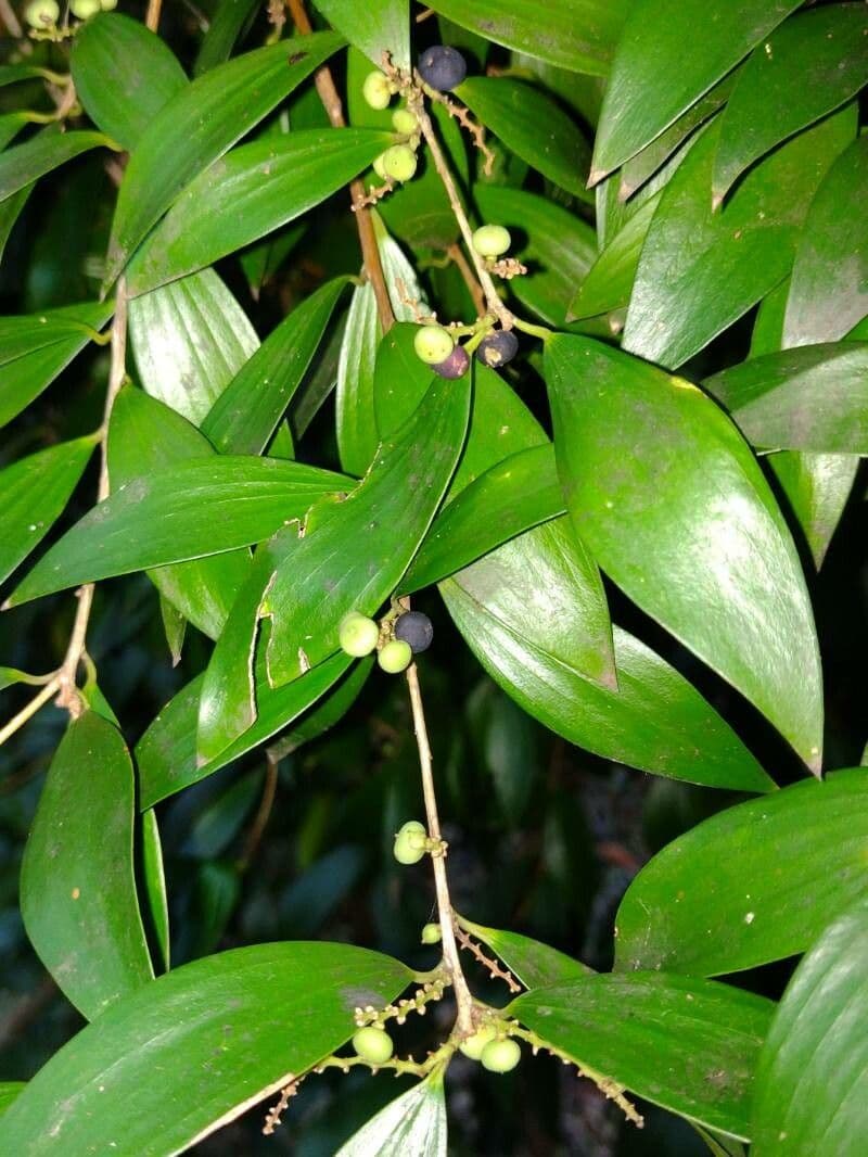 Lorbeerblättrige Trochocarpa