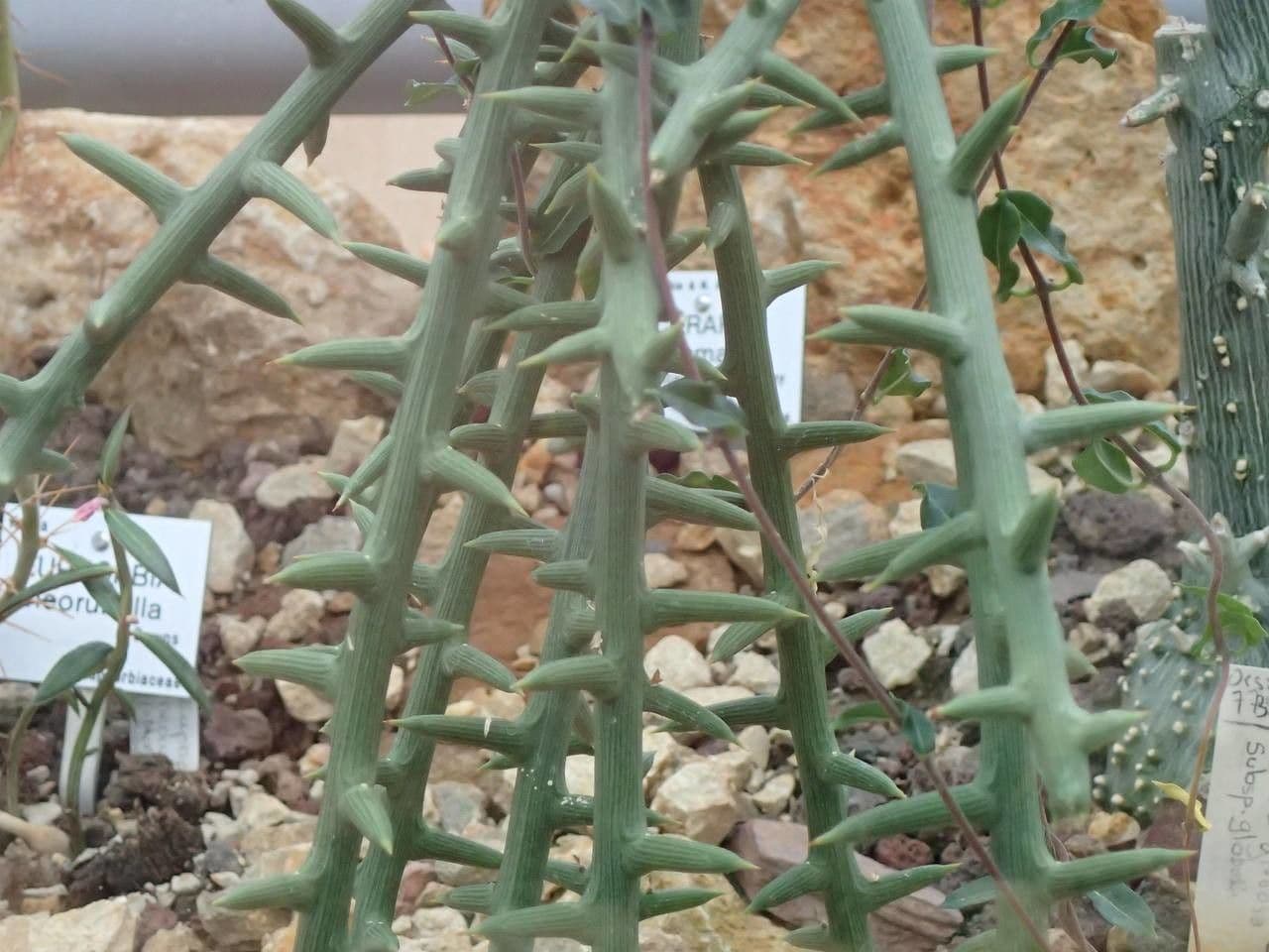 Adenia