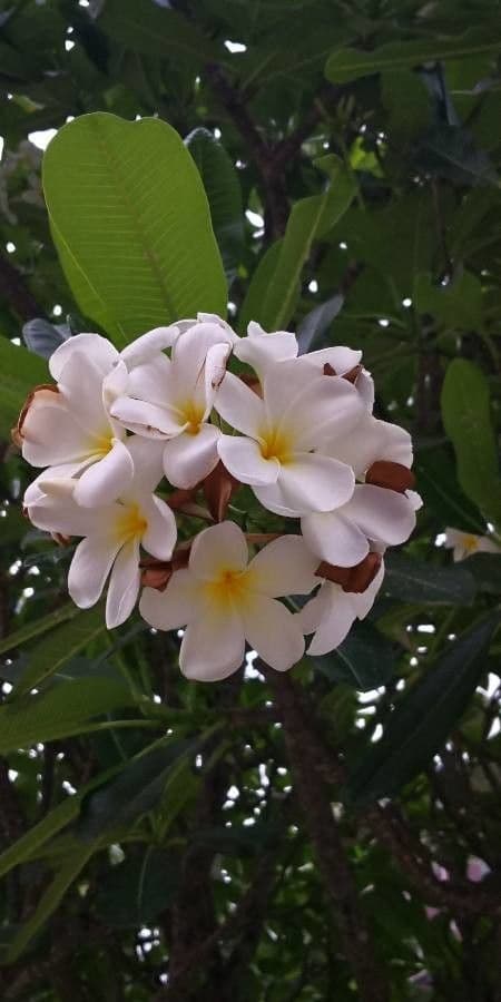 Frangipani 6
