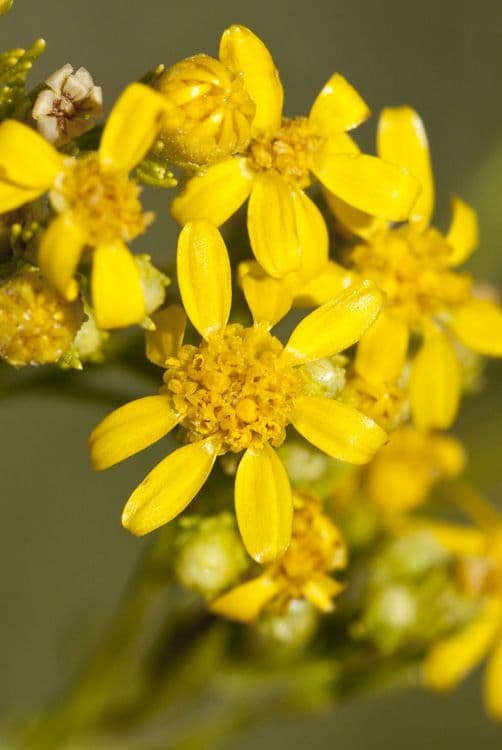 Amphiachyris dracunculoides 3