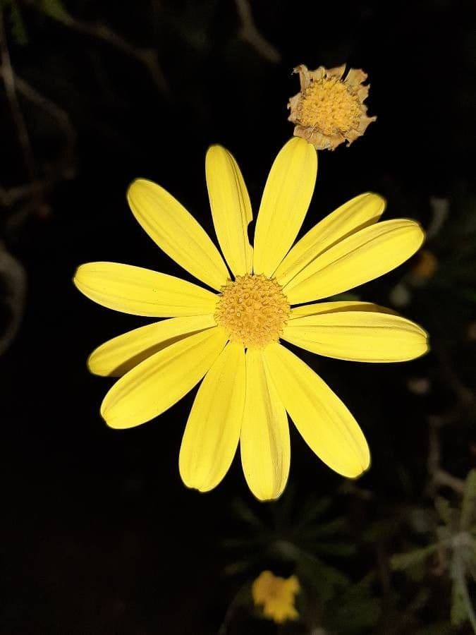Euryops 4