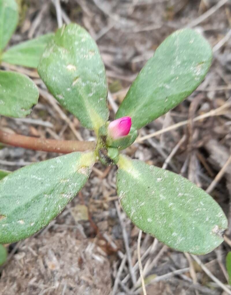 Portulaca