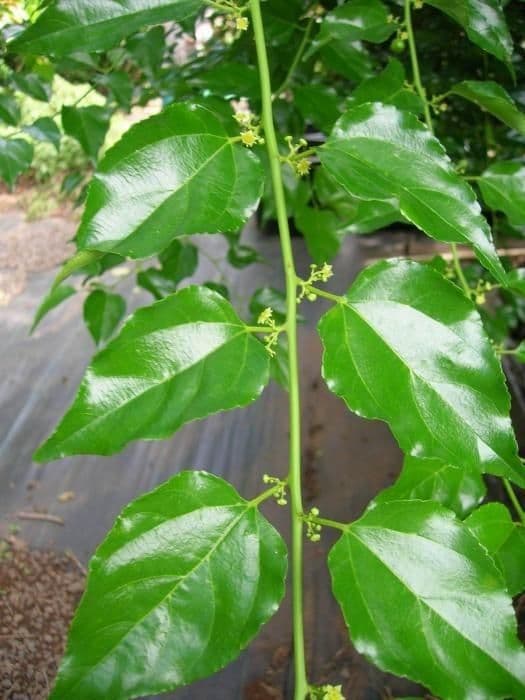 Colubrina 20