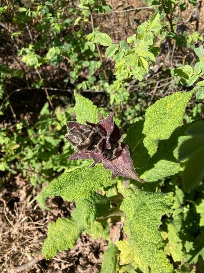 Salvia spathacea 6