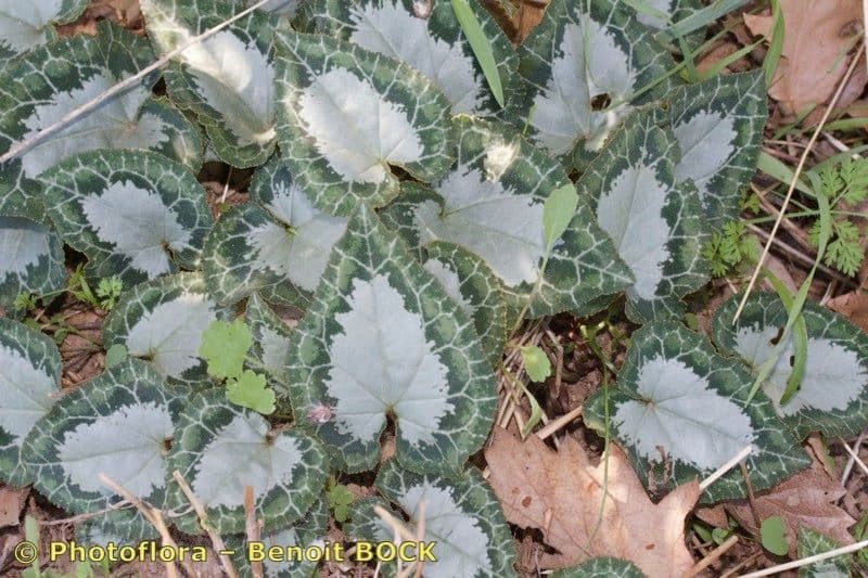Ciclamino greco 6