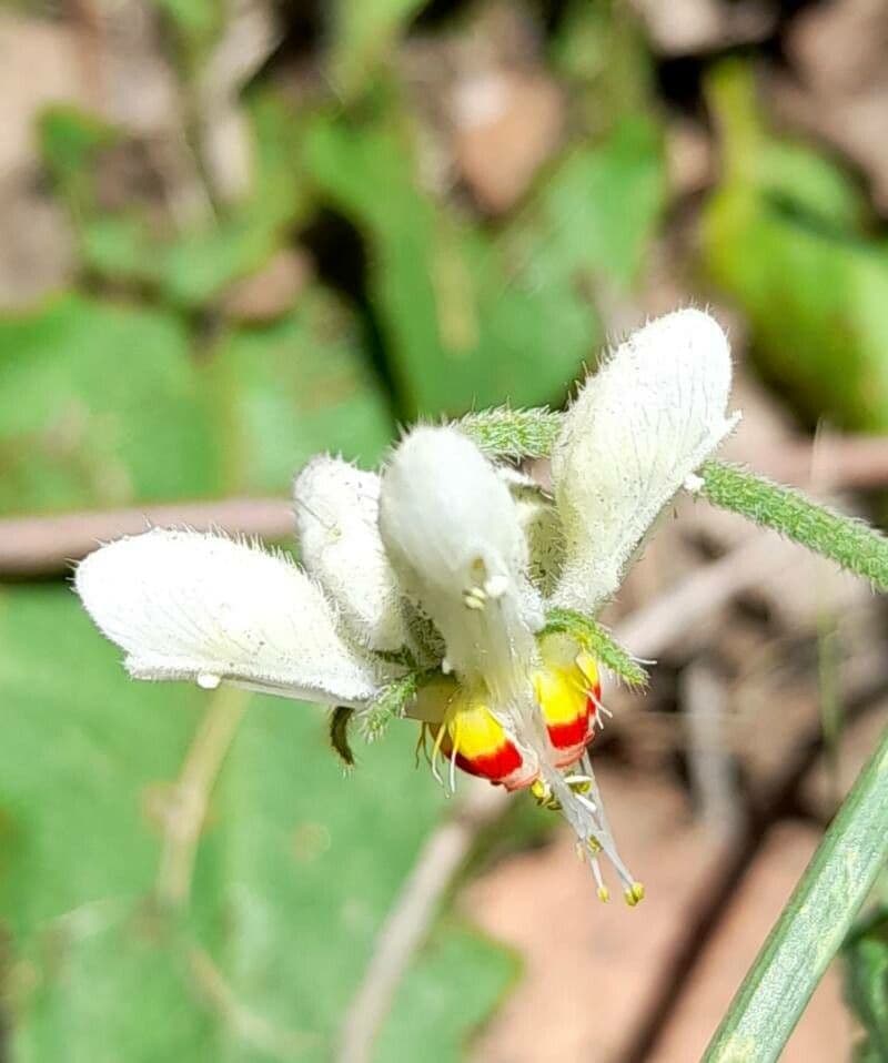 Blumenbachia 5