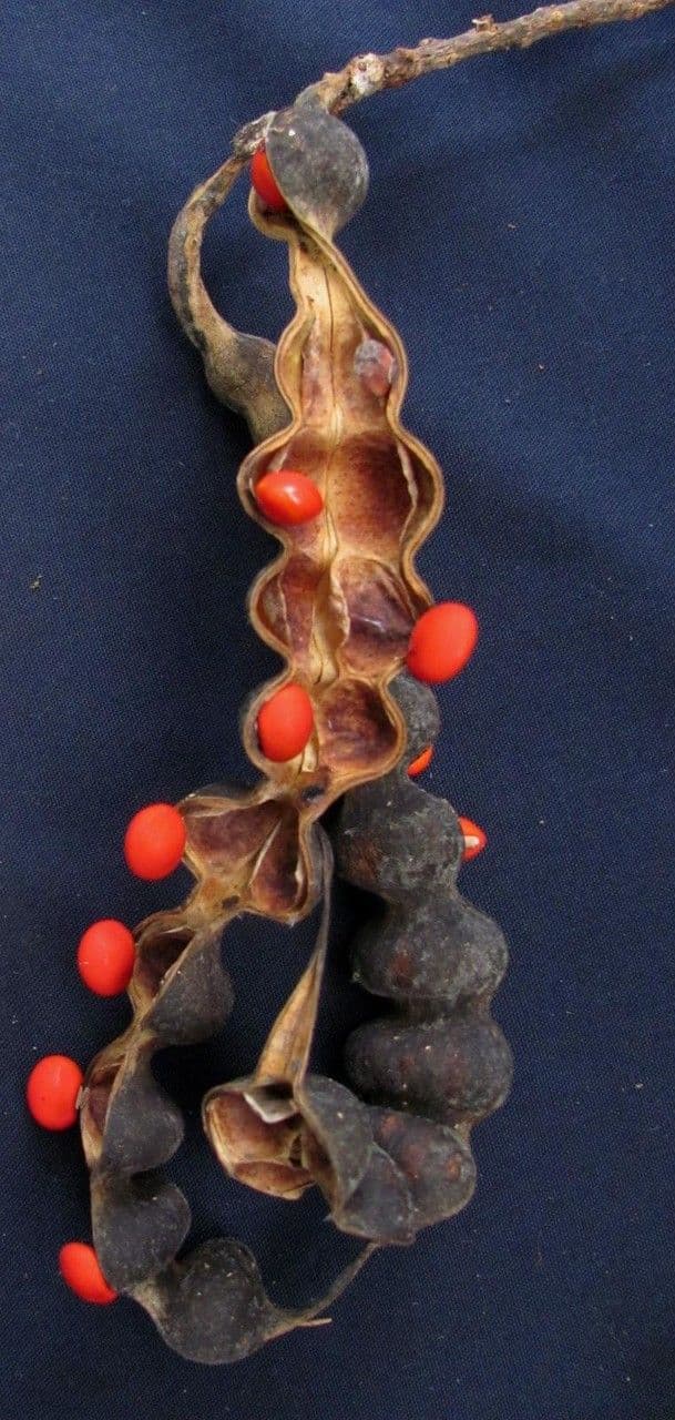 Erythrina 14
