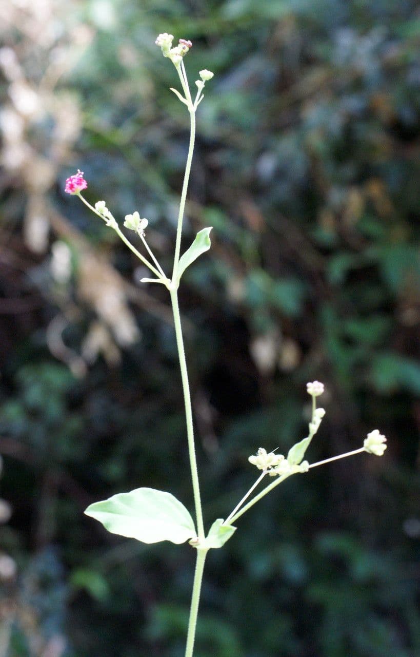 Boerhavia diffusa 33