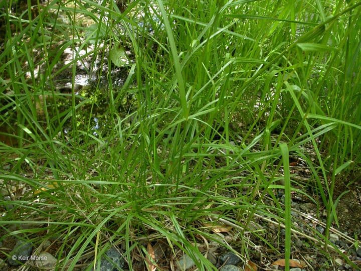 Glyceria striata 12