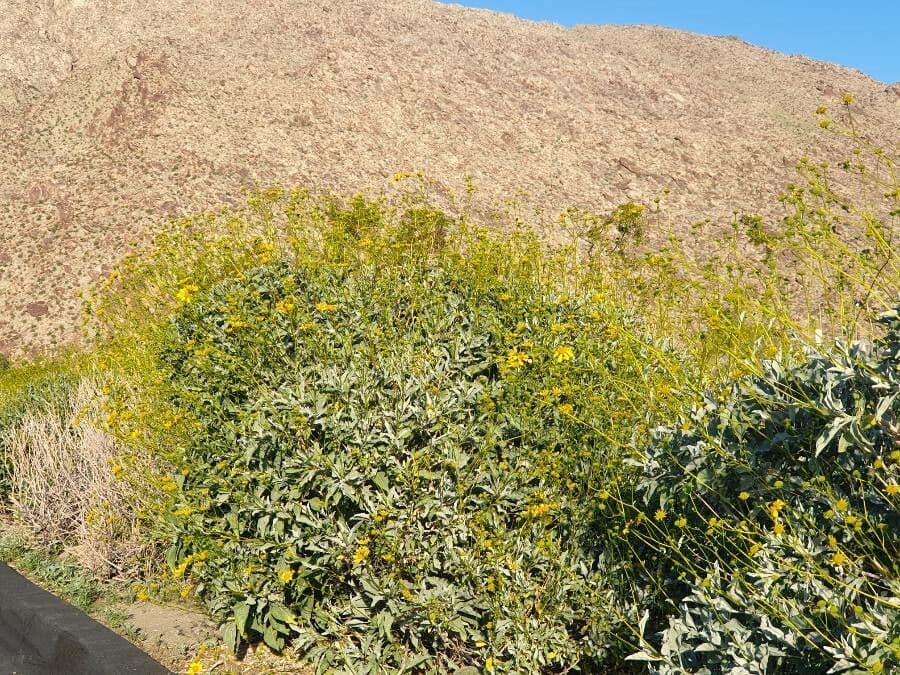 Encelia 8
