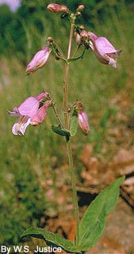 Penstemon šedý 2