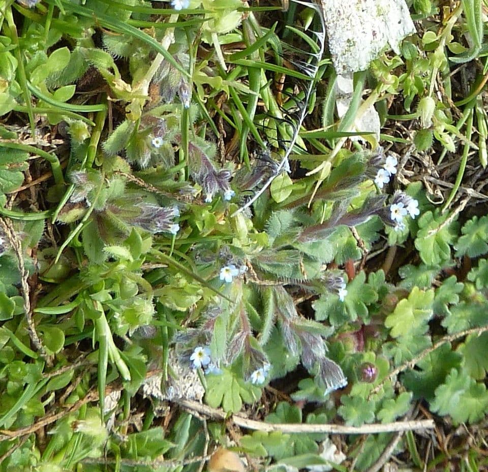 Miosotide piccola 6