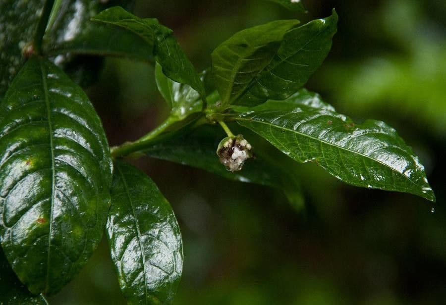 Psychotria