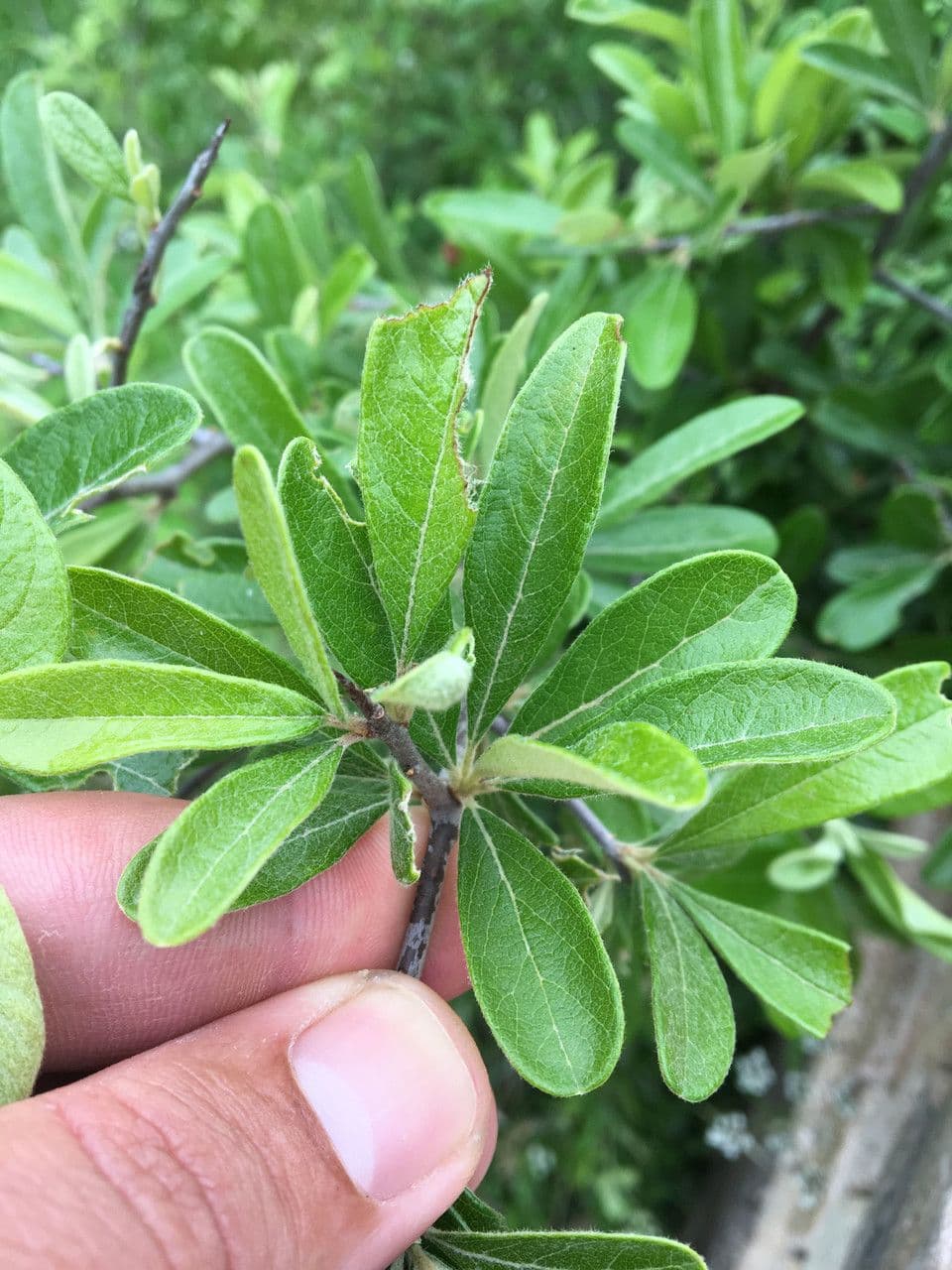 Chittamwood 8