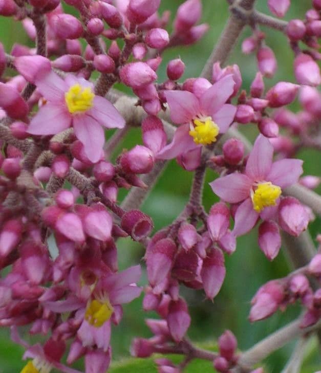 Conostegia 3