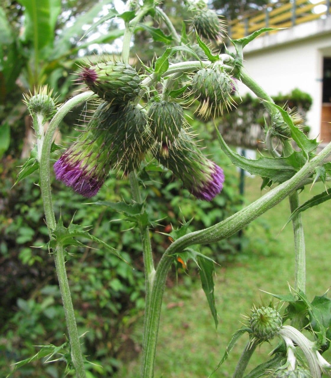 Cirsium mexicanum