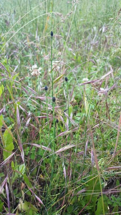 Equiseto variegato 3
