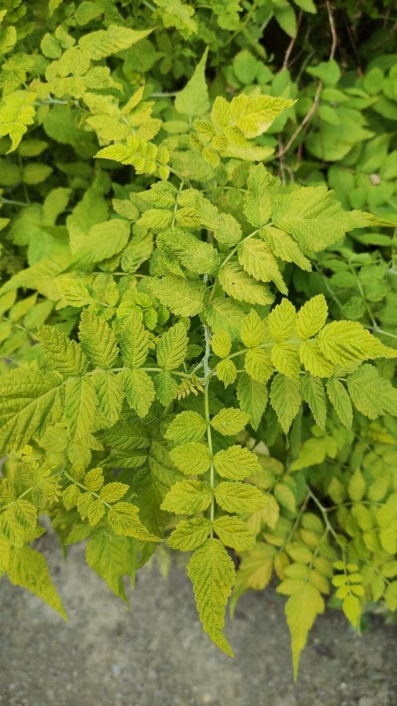 Weiße Schösslinge-Brombeere 7