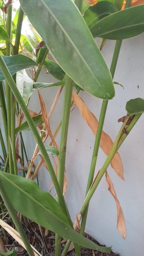 Hedychium coronarium 21