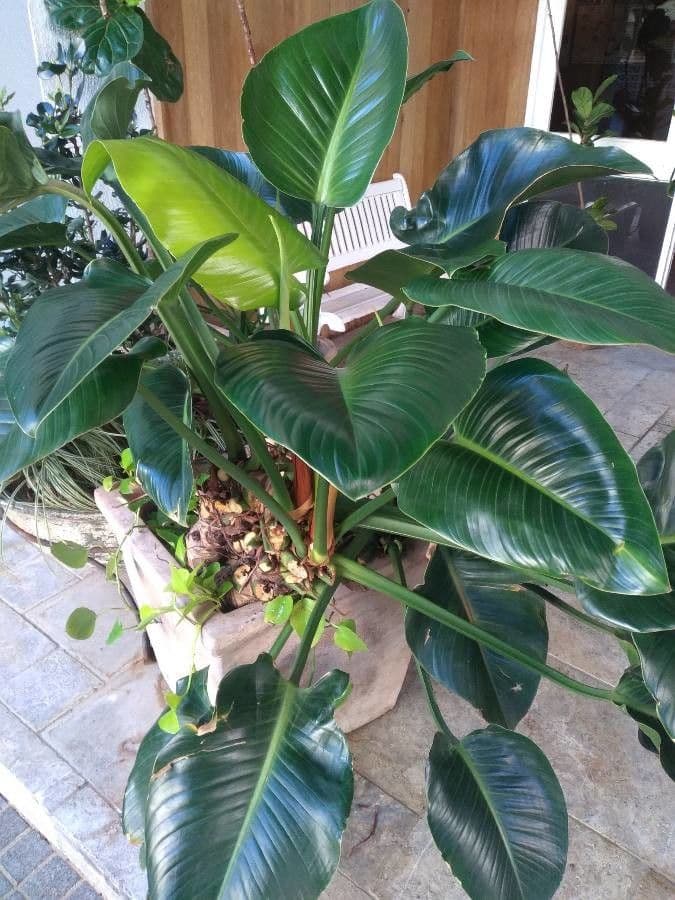 Philodendron 9
