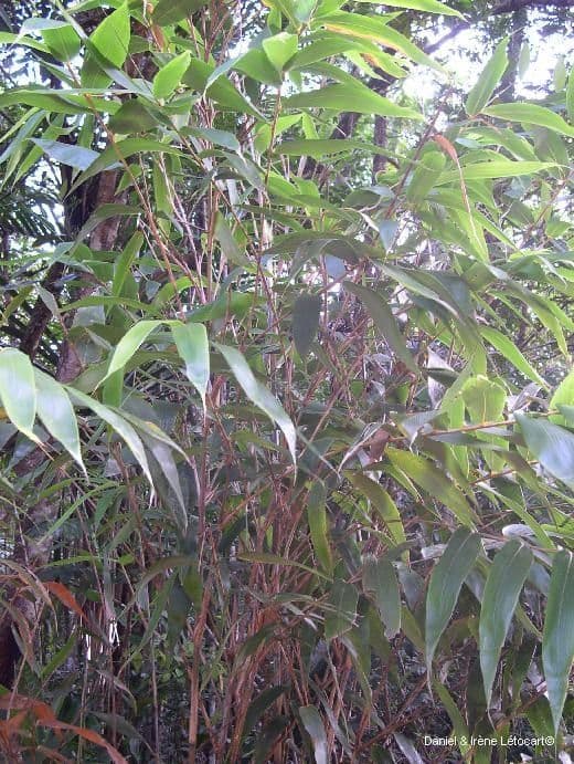 Greslania