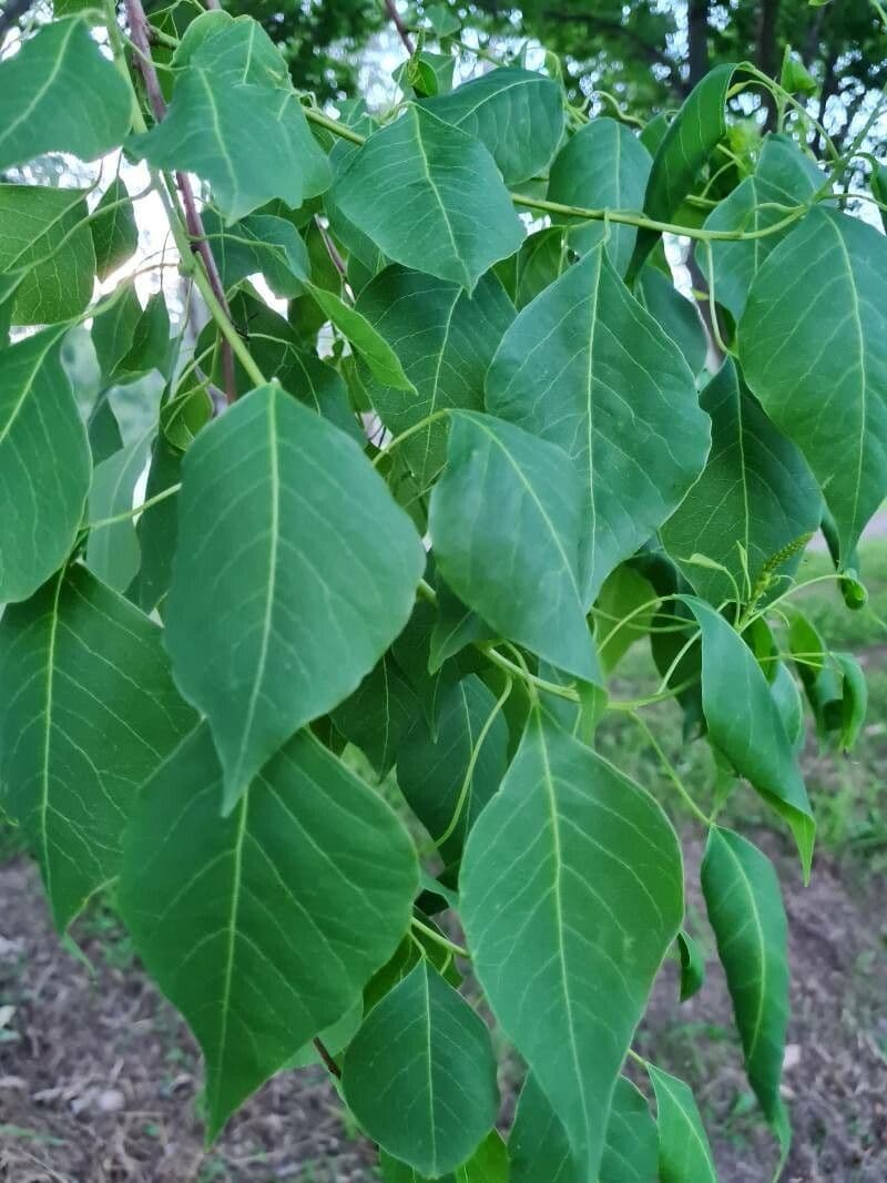 Candleberry-tree 17
