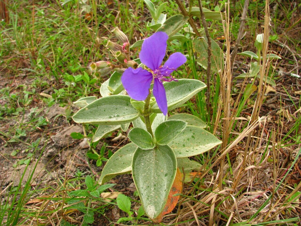 Pleroma 10