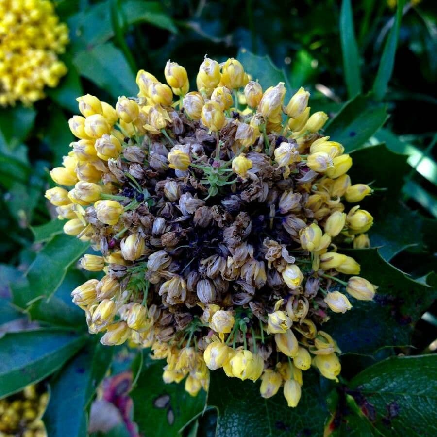 Uva de Oregón 6