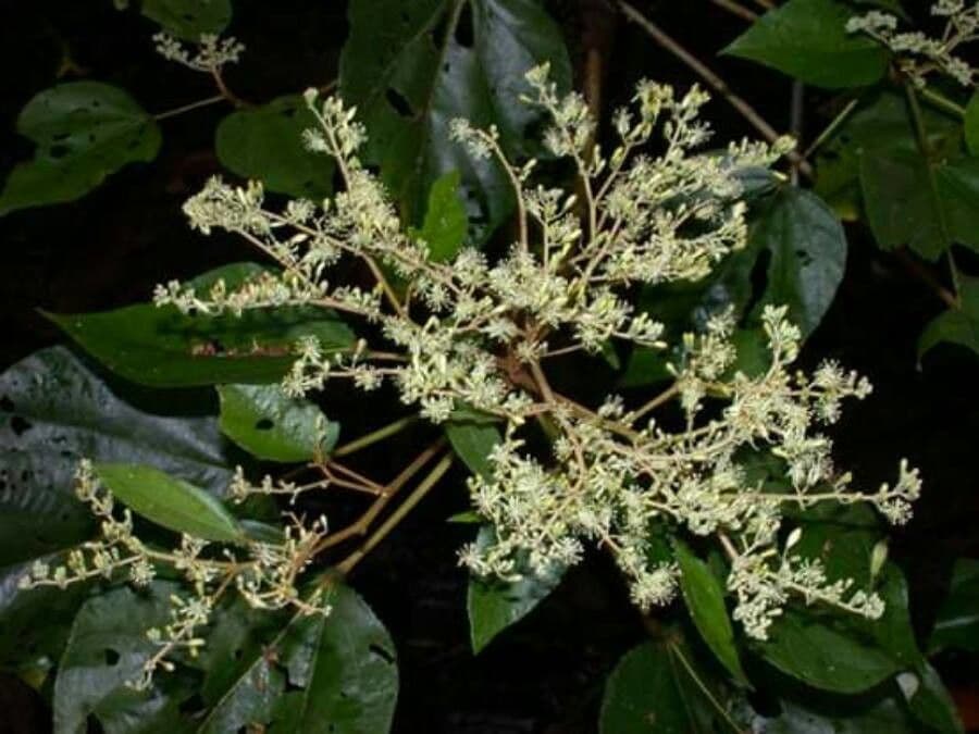 Heliocarpus 7