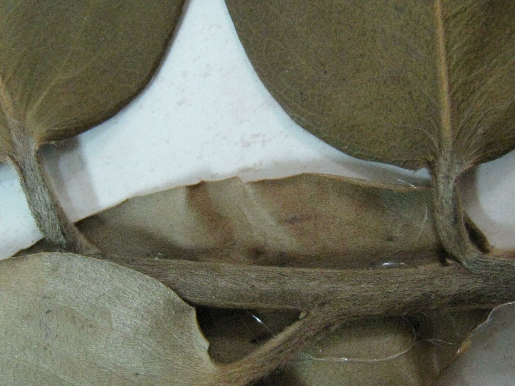 Samtapfel 12
